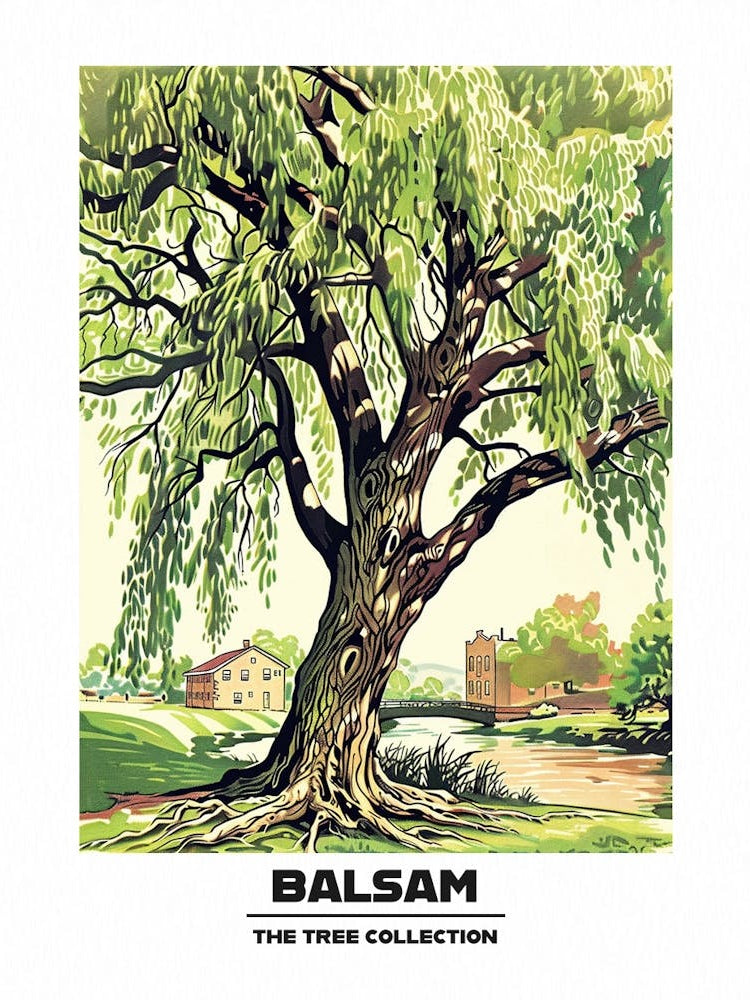 Balsam Tree Storybook Illustration 3 Poster