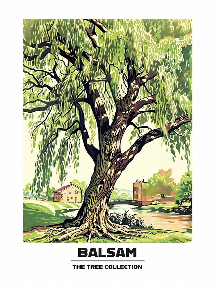 Balsam Tree Storybook Illustration 3 Poster