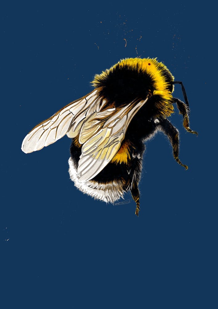 L'Abeille Bleue