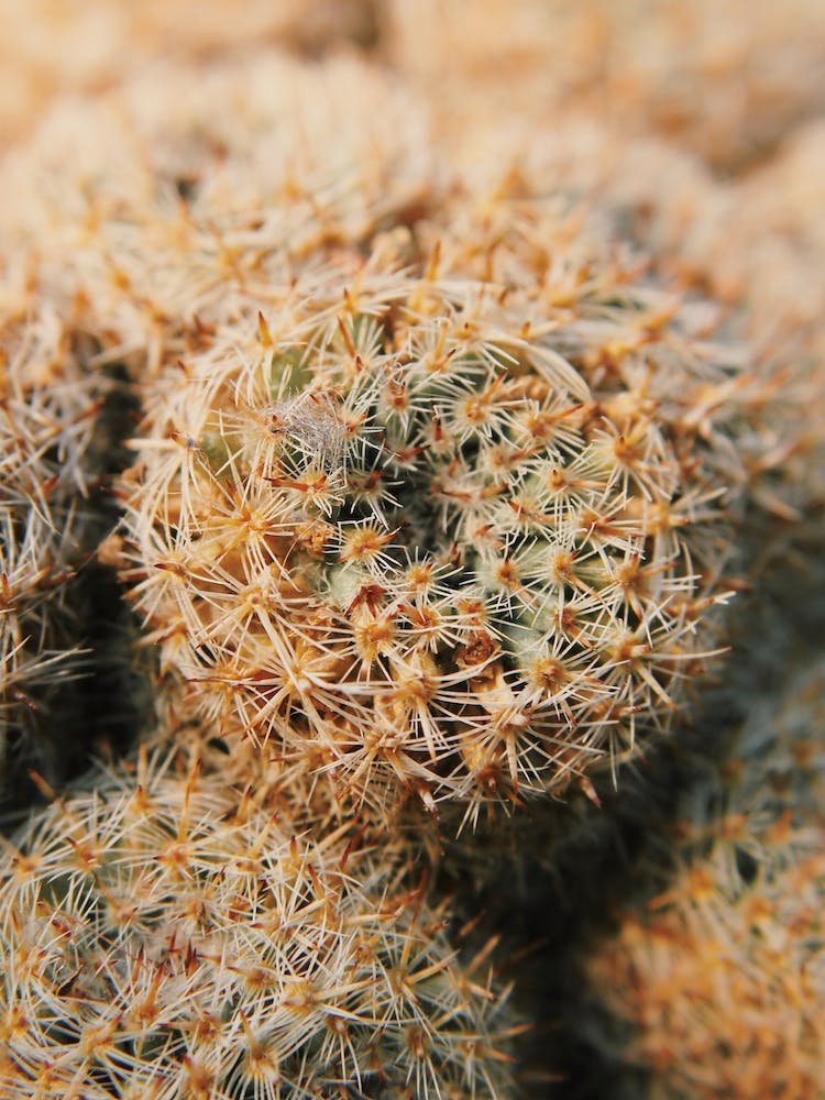 Small Cactus Cluster