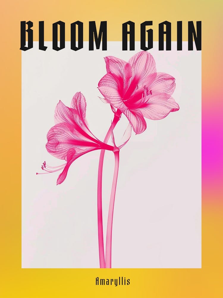 Amaryllis Rose Vif 3 Affiche