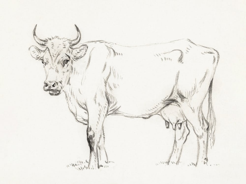 Standing Cow, Jean Bernard