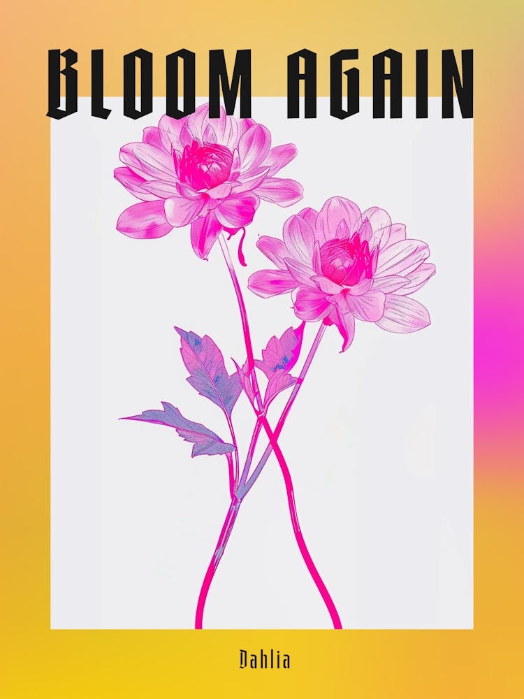 Hot Pink Dahlia 2 Poster