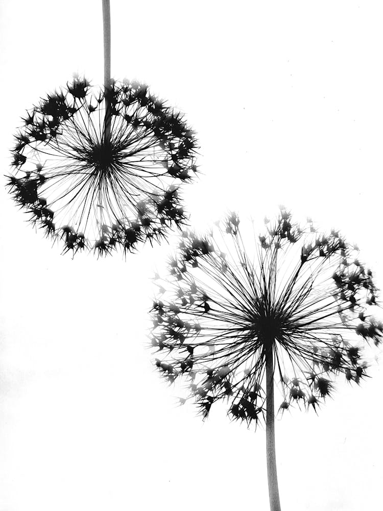 White black alliums 1