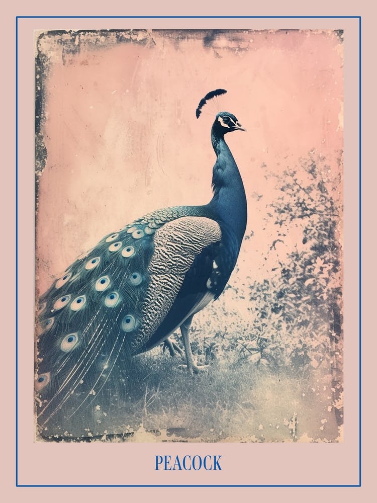 Pink & Blue Peacock Cyanotype Style 4 Poster