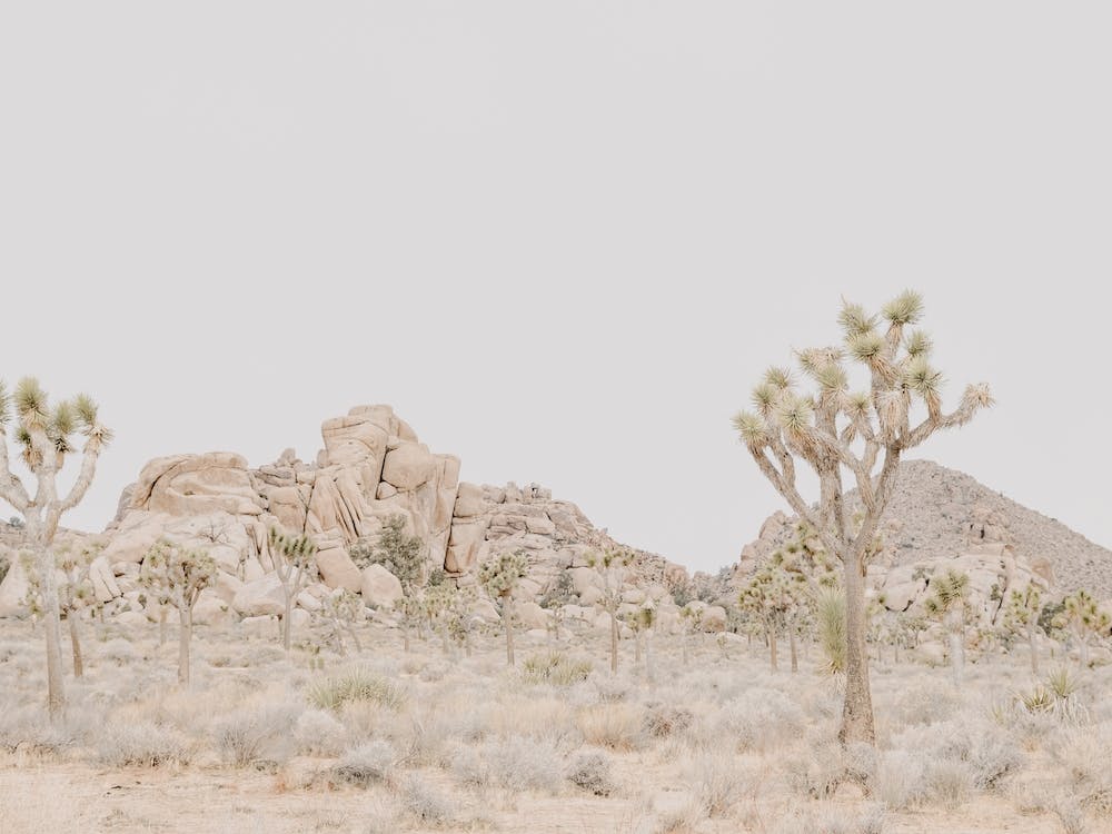 Desert Mountain View