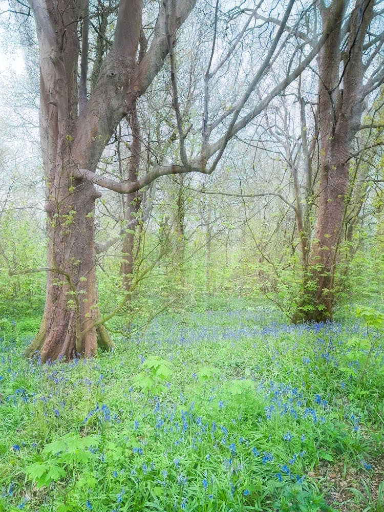 Clearing In A Bluebell Wood