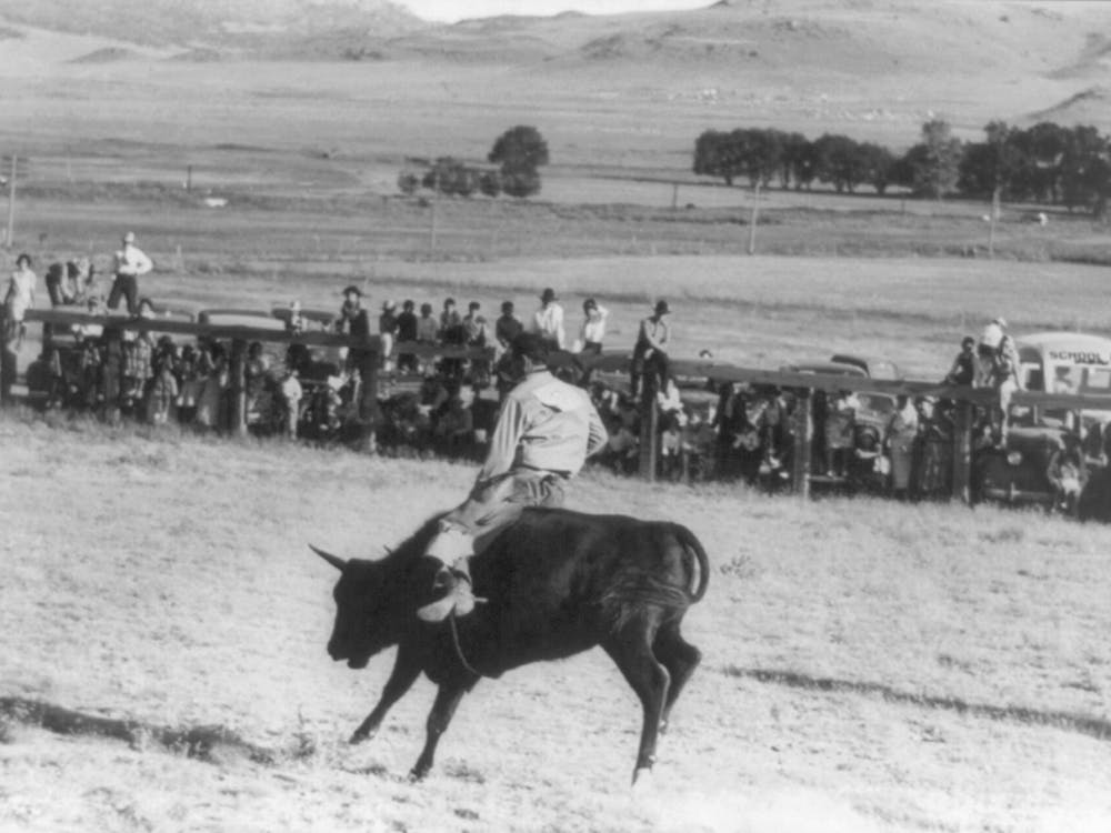 Cowboy reitet Ochsen, Bean Day Rodeo, Wagon Mound, New Mexico Von Russell Lee