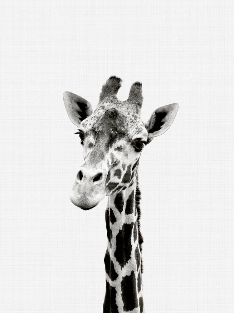 Giraffe Portrait