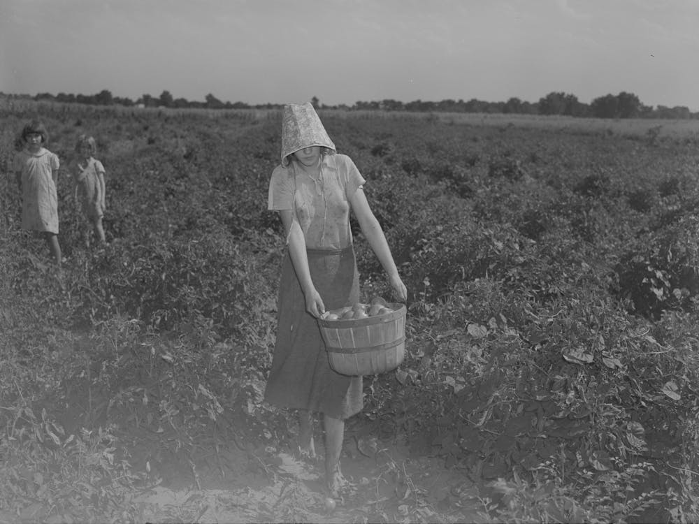 Untitled Photo, Possibly Related To Daughter Of Tenant Farmer Living Near Muskogee, Oklahoma, Picking 1