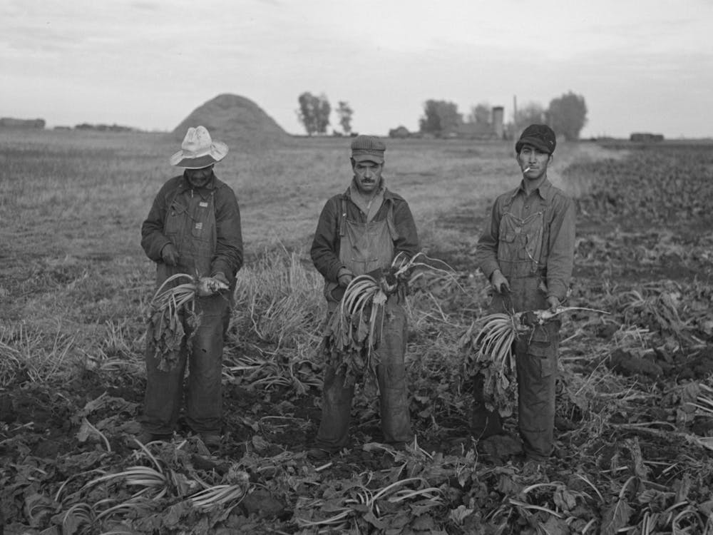 Untitled Photo, Possibly Related To Mexican Beet Workers, Near Fisher, Minnesota By Russell Lee 1