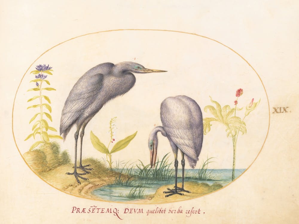 Flying And Amphibious Animals, Joris Hoefnagel (2) 2
