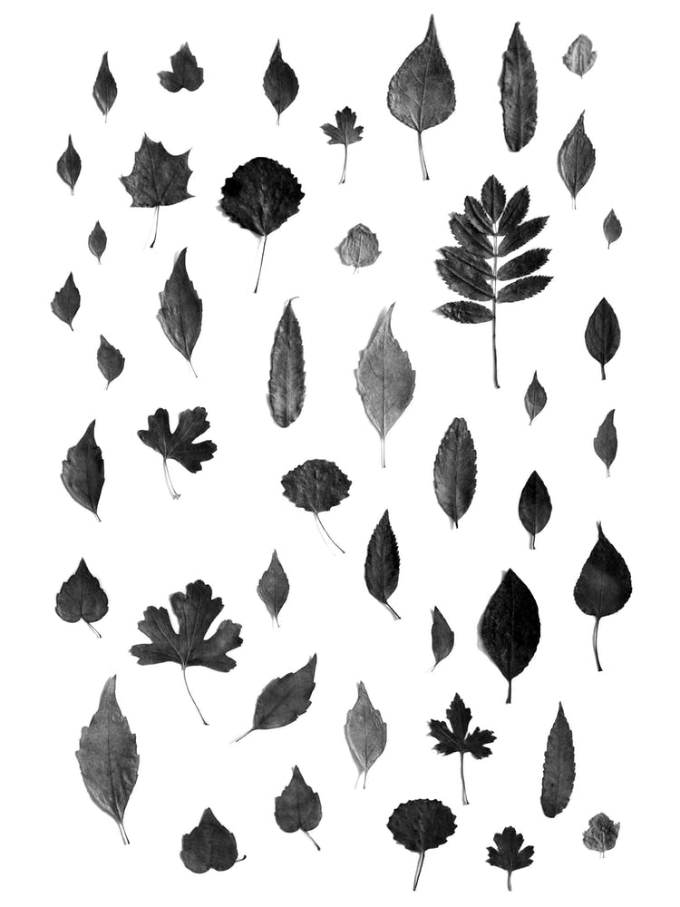 Signs Of Autumn Black