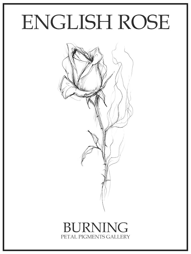 English Rose Burning Line Drawing 3 Poster