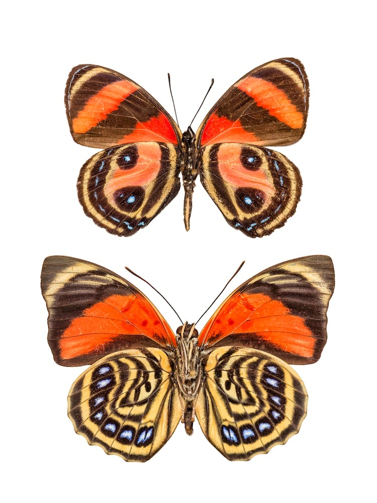 Two Orange Butterflies