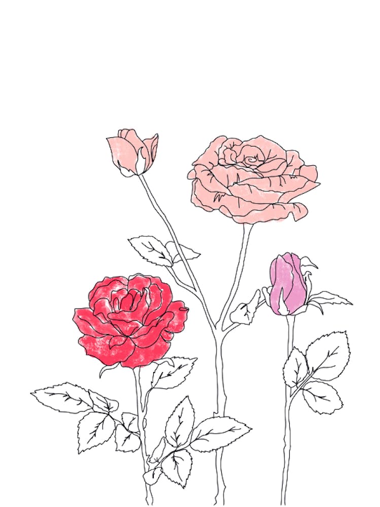 Roses