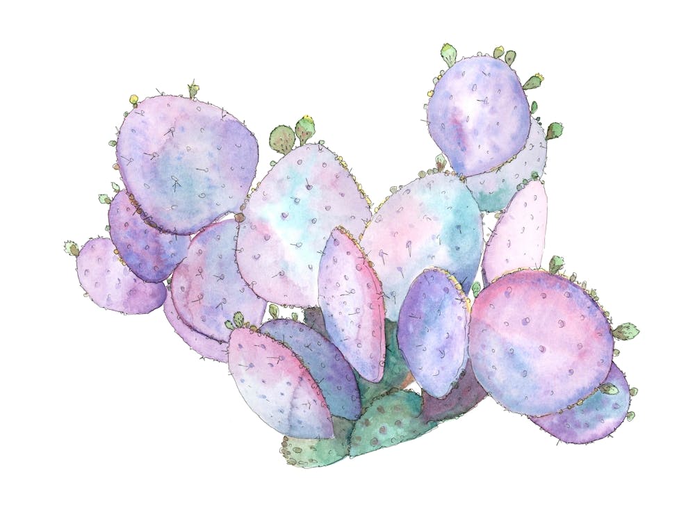 Watercolor Prickly Pear Cactus