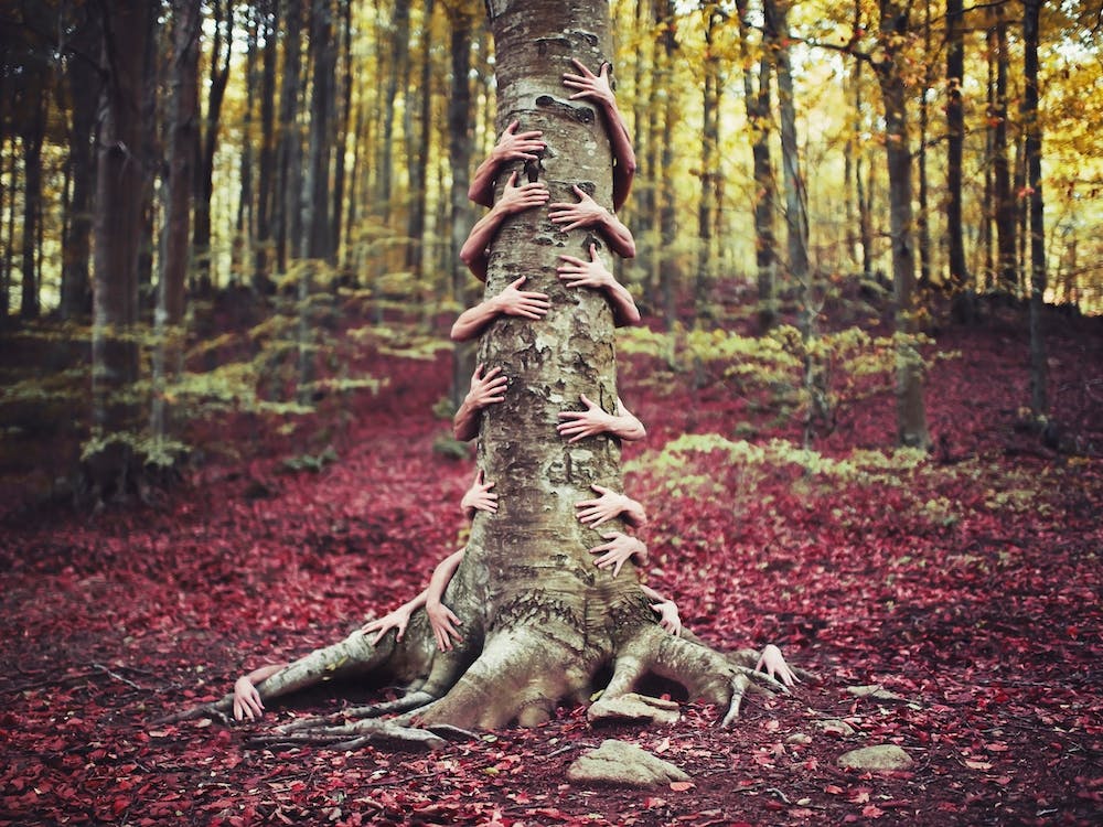 Arbol Verdadero