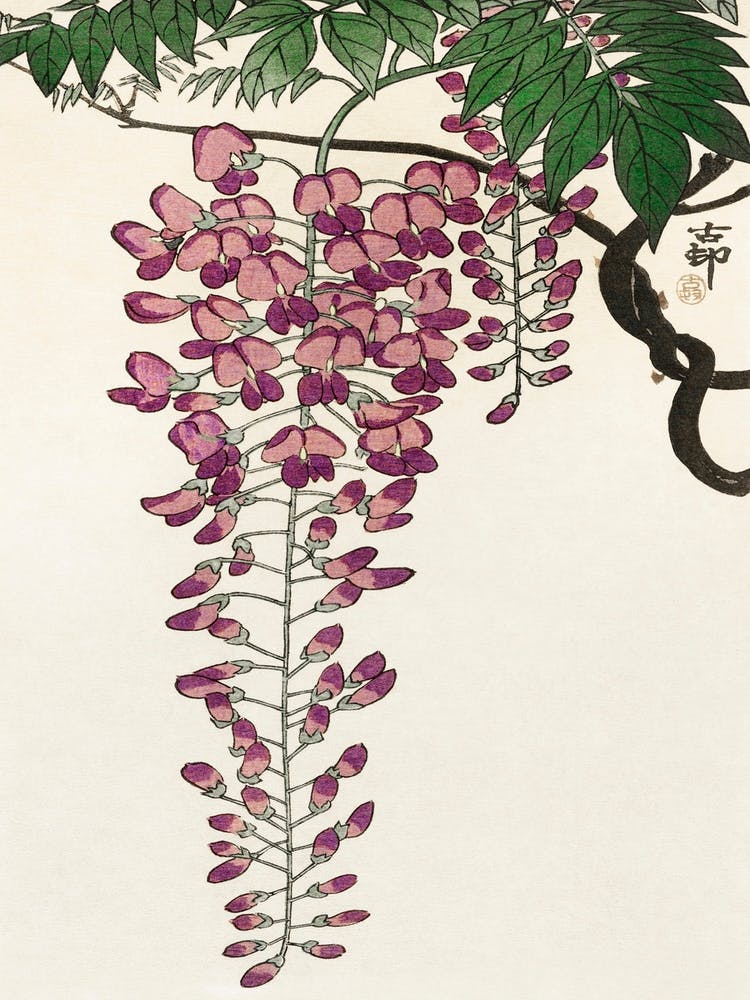 Blooming Wisteria (1900 1930), Ohara Koson