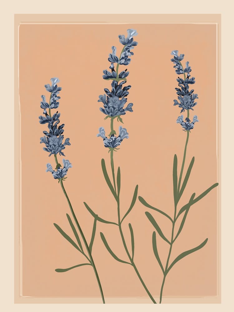 Sprigs Of Lavender 1