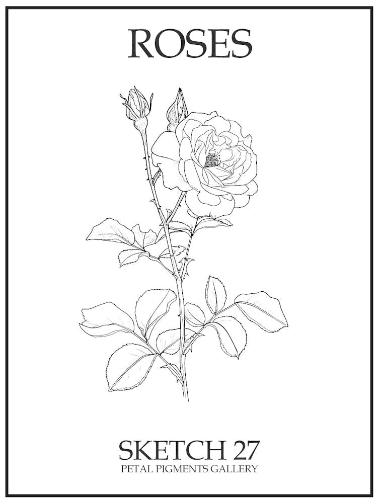 Roses Sketch 27 Poster