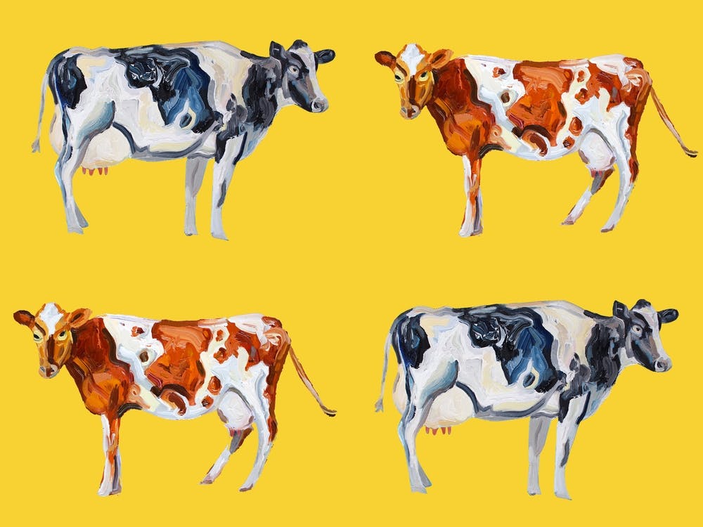 Cow Art On Yellow