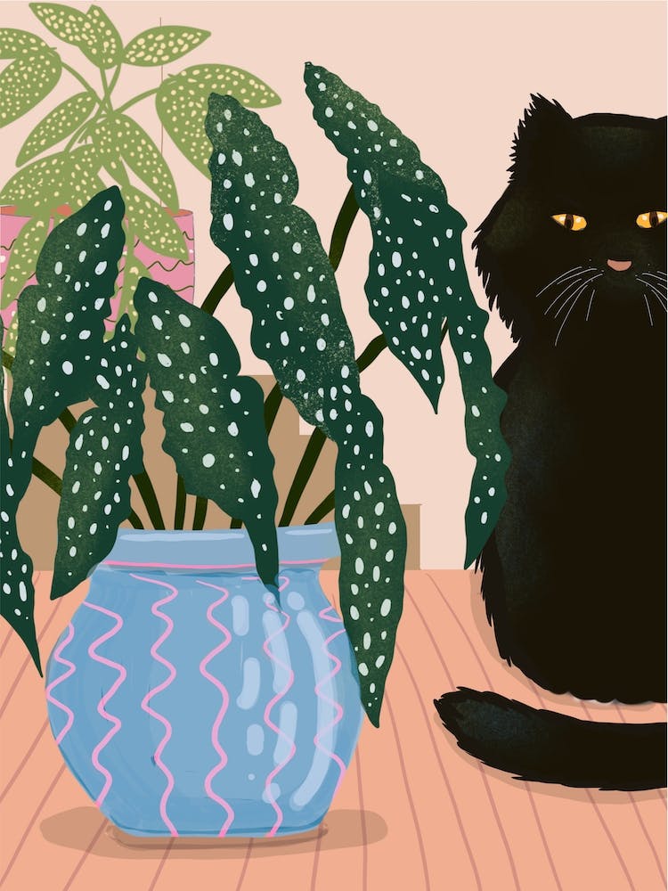 Begonia, Black Cat And Blue Plant Pot