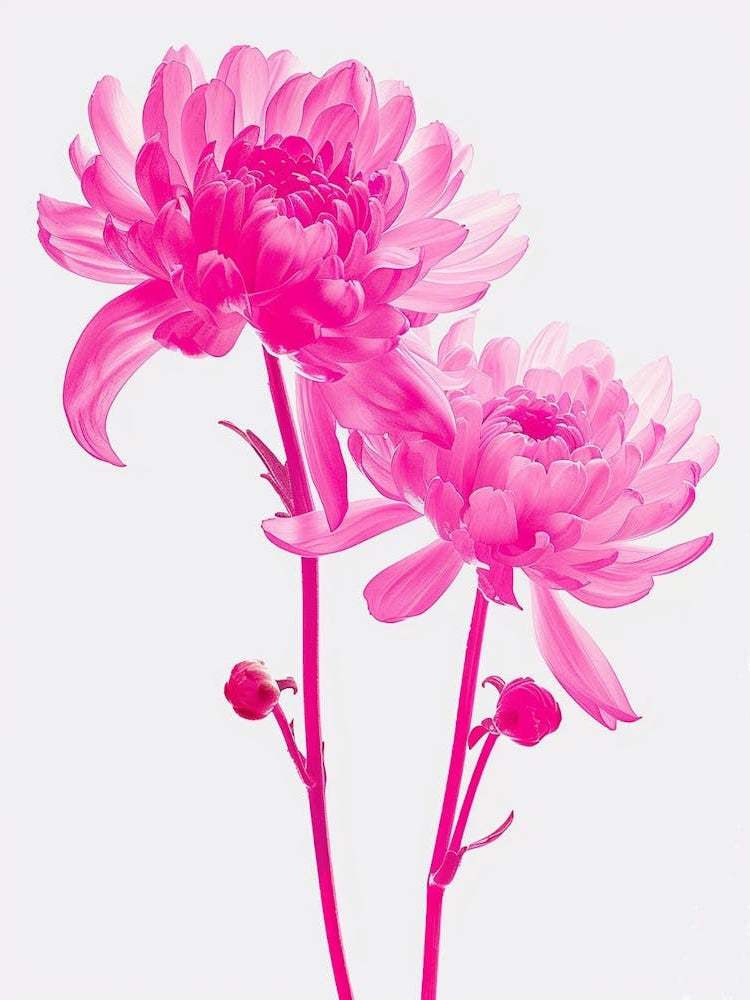 Hot Pink Chrysanthemum 3