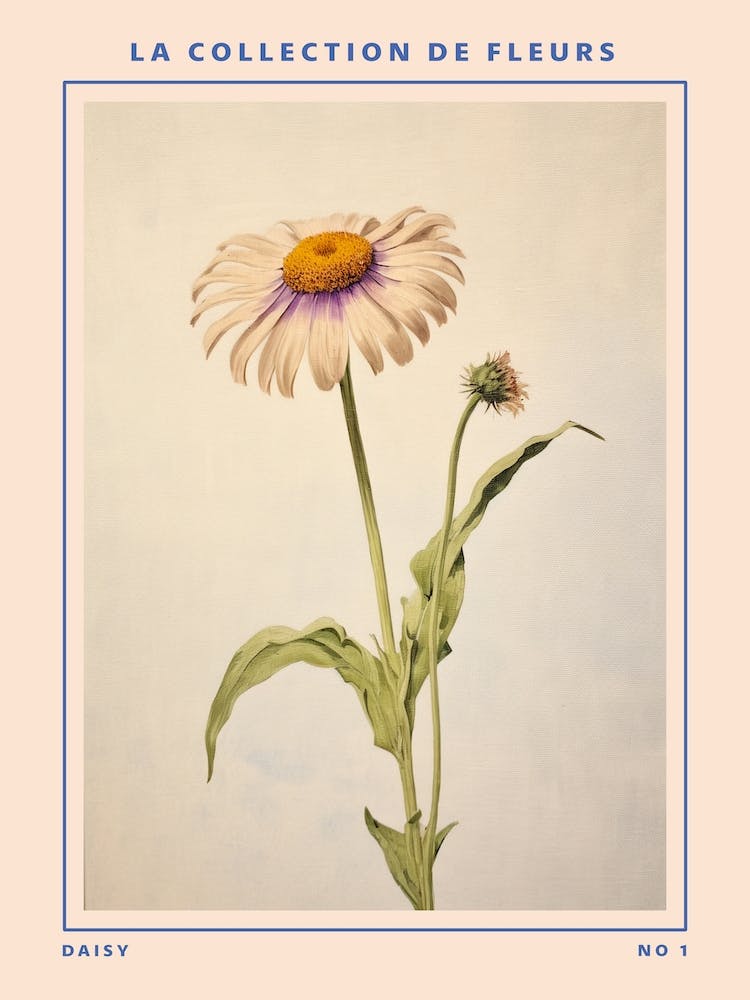 Daisy French Flower Botanical Poster