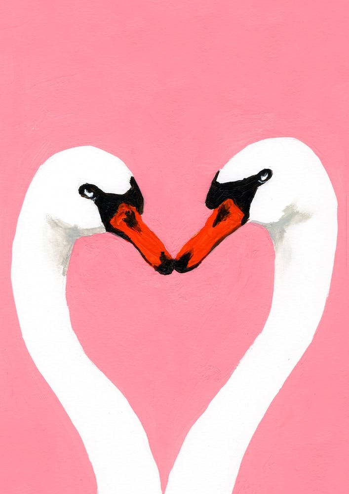 Swan Love