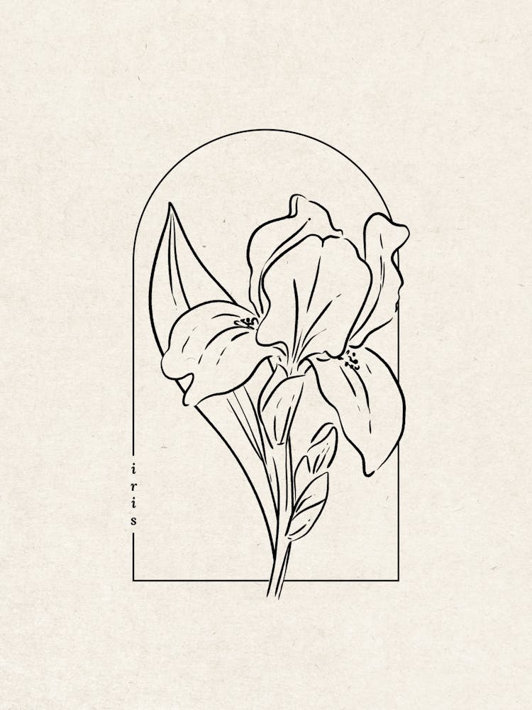 Fleur d'Iris