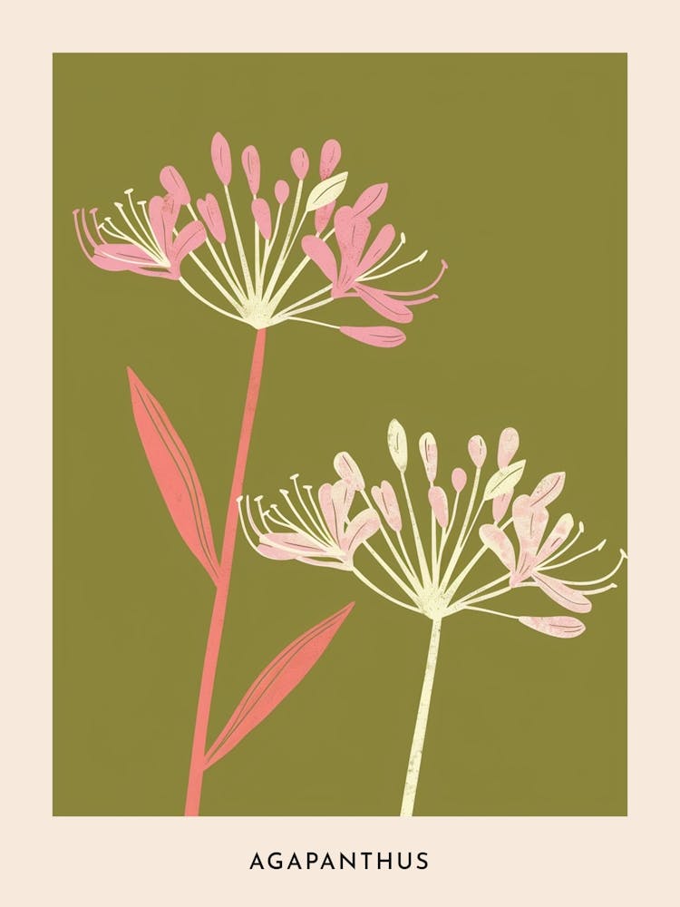 Pink & Green Agapanthus 1 Flower Poster