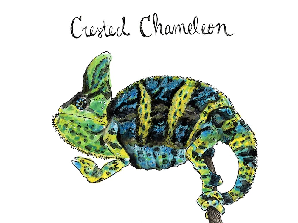 Crested Chameleon