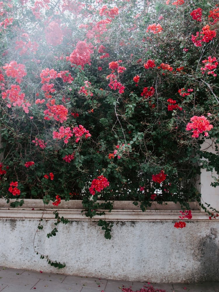 Pink flowers, Tenerife, Canary Islands