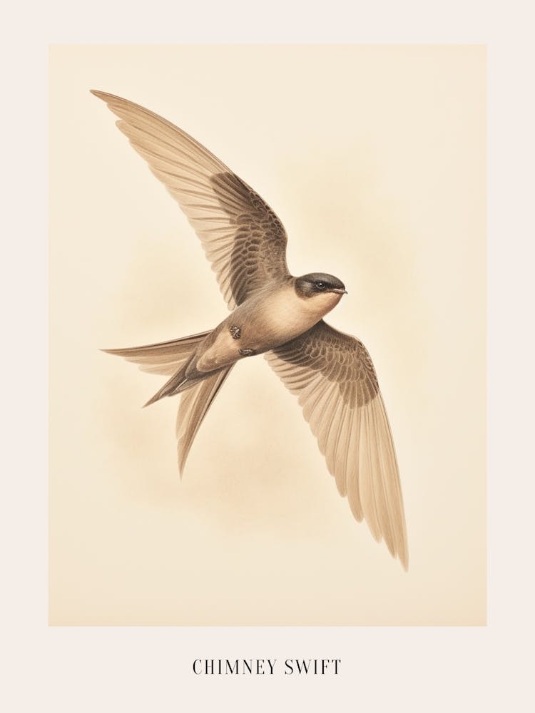 Vintage Bird Drawing Chimney Swift Poster