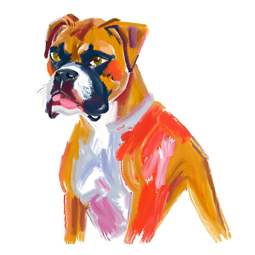 Boxer 03