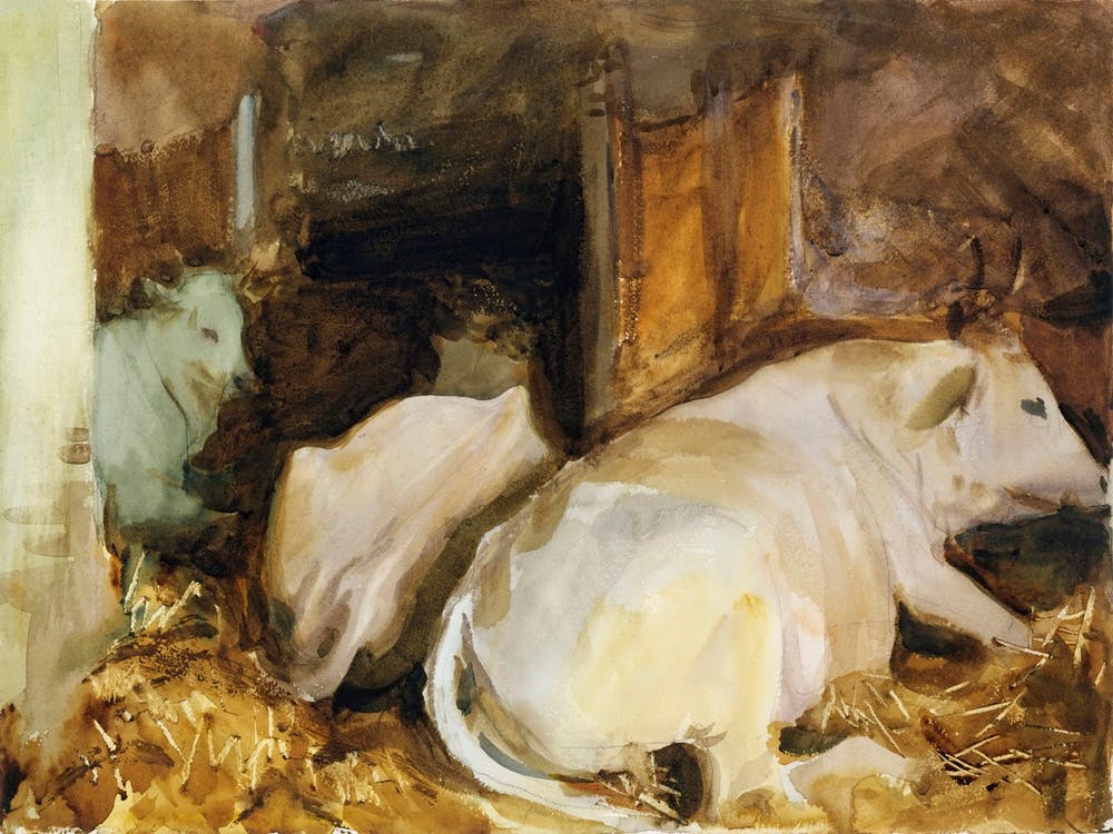 Three Oxen (ca. 1910), John Singer Sargent