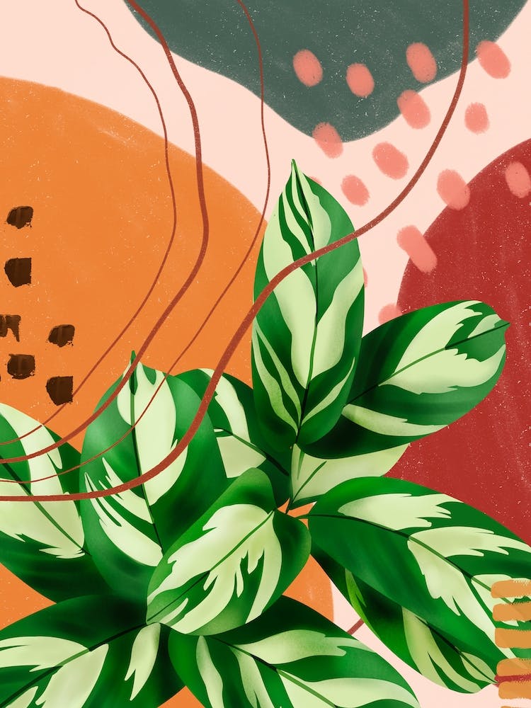 Abstract Calathea Lubresiana