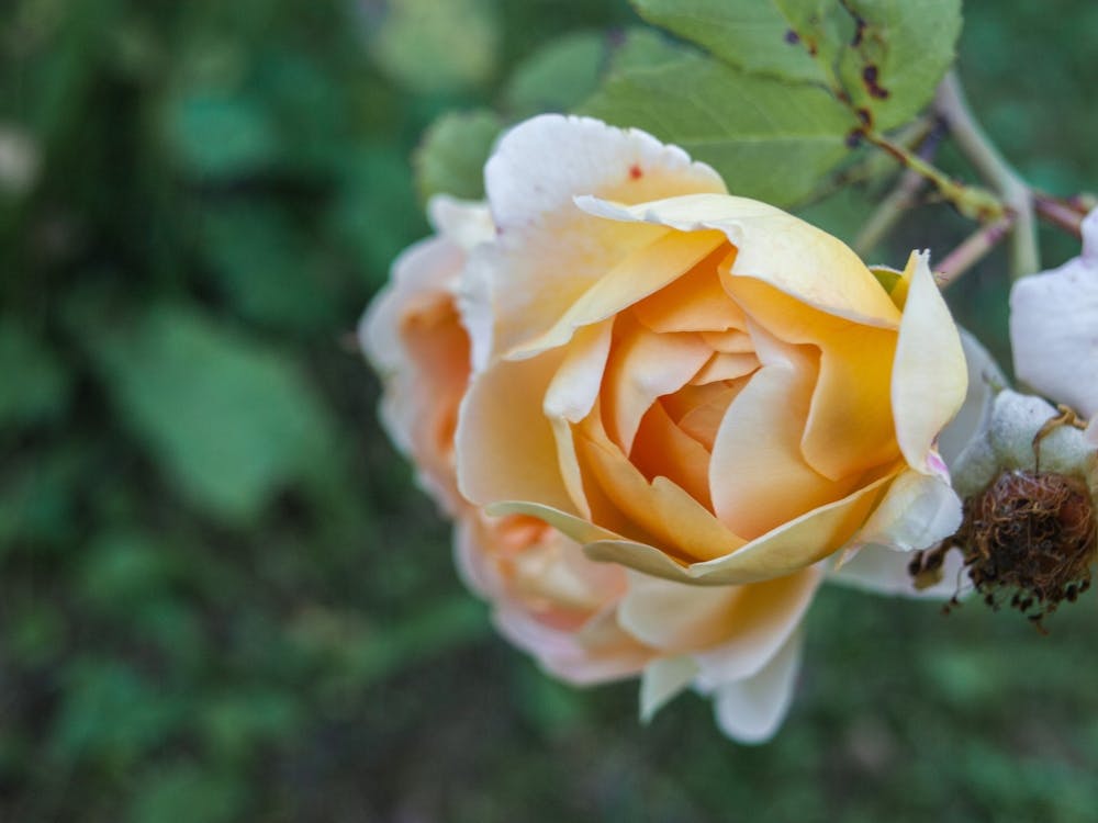 Yellow Roses