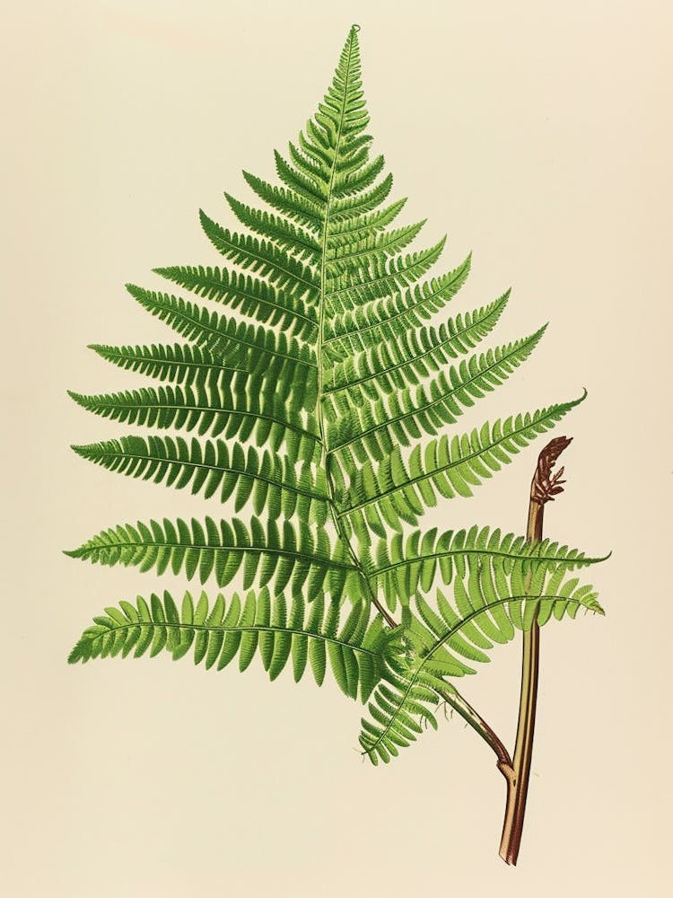 Vintage Illustration Leatherleaf Fern 3