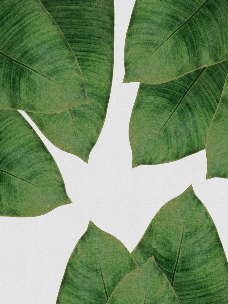 Banana Leaf III