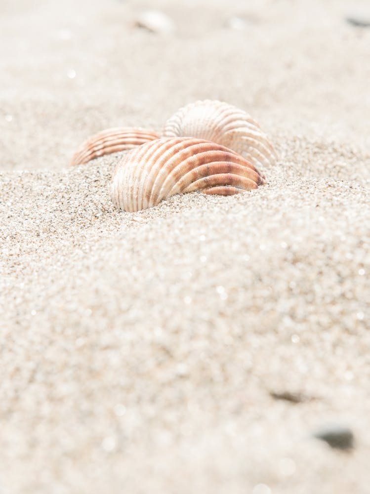 Shells in Sand_2262135