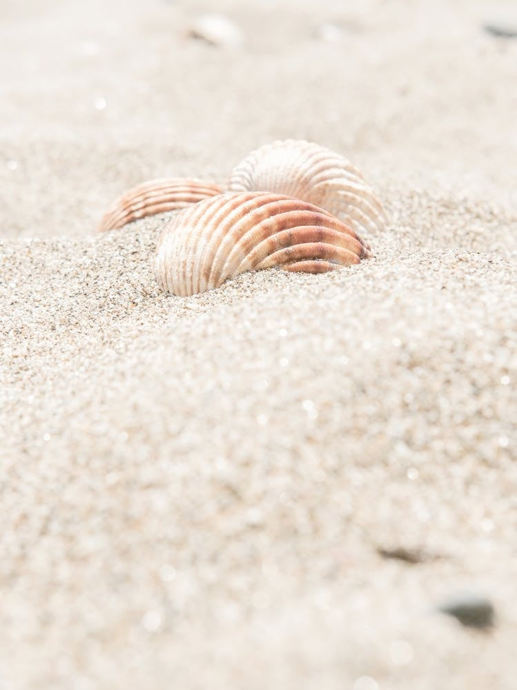 Shells in Sand_2262135
