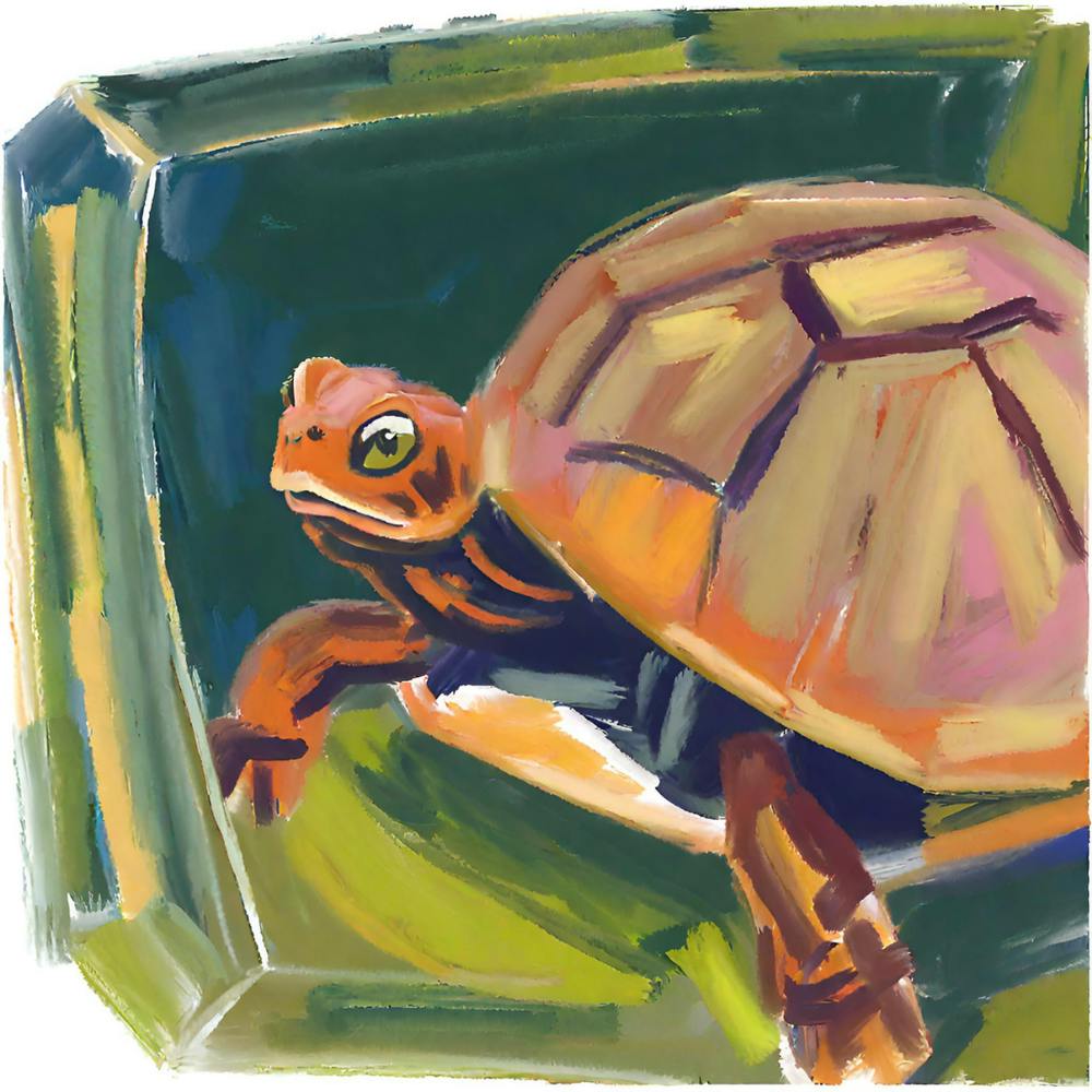 Box Turtle 02