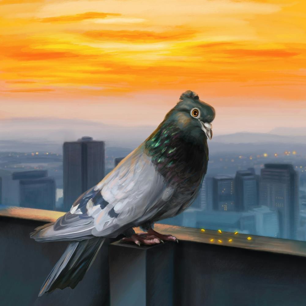 Pigeon