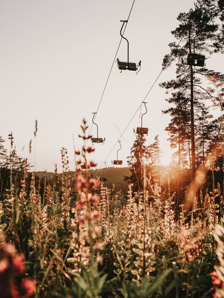 Ski Lift Over Wildflowers