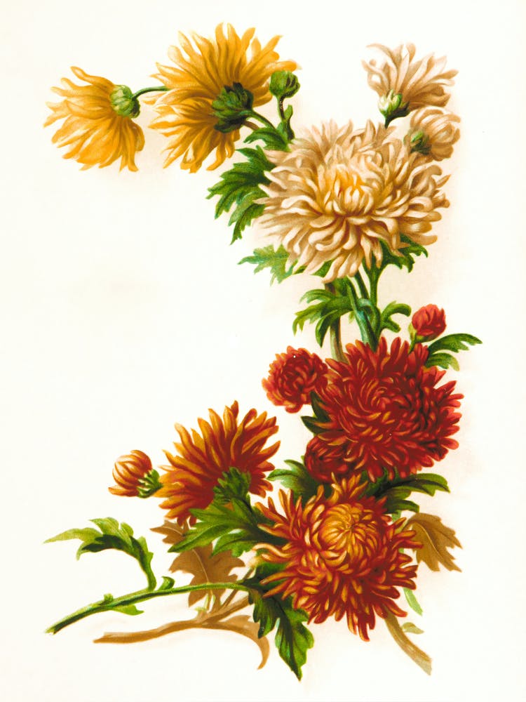 Chrysanthemums