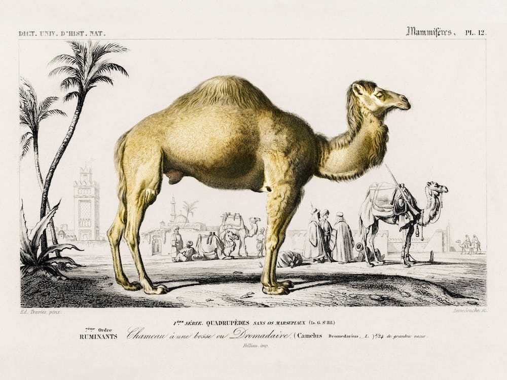 Camel