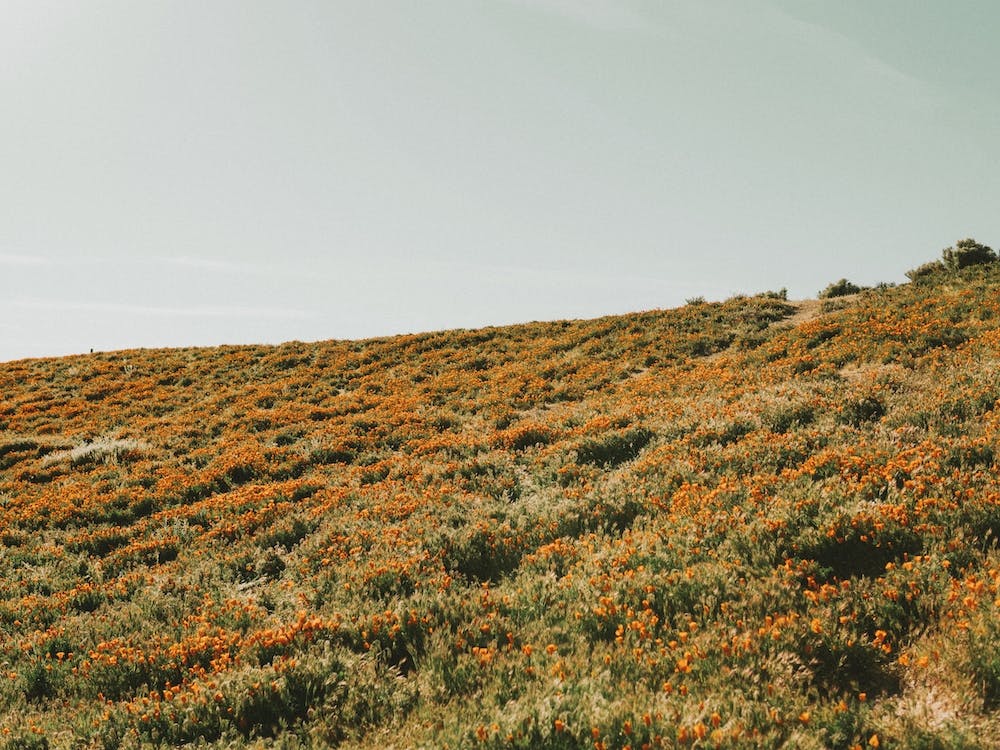 California Super Bloom