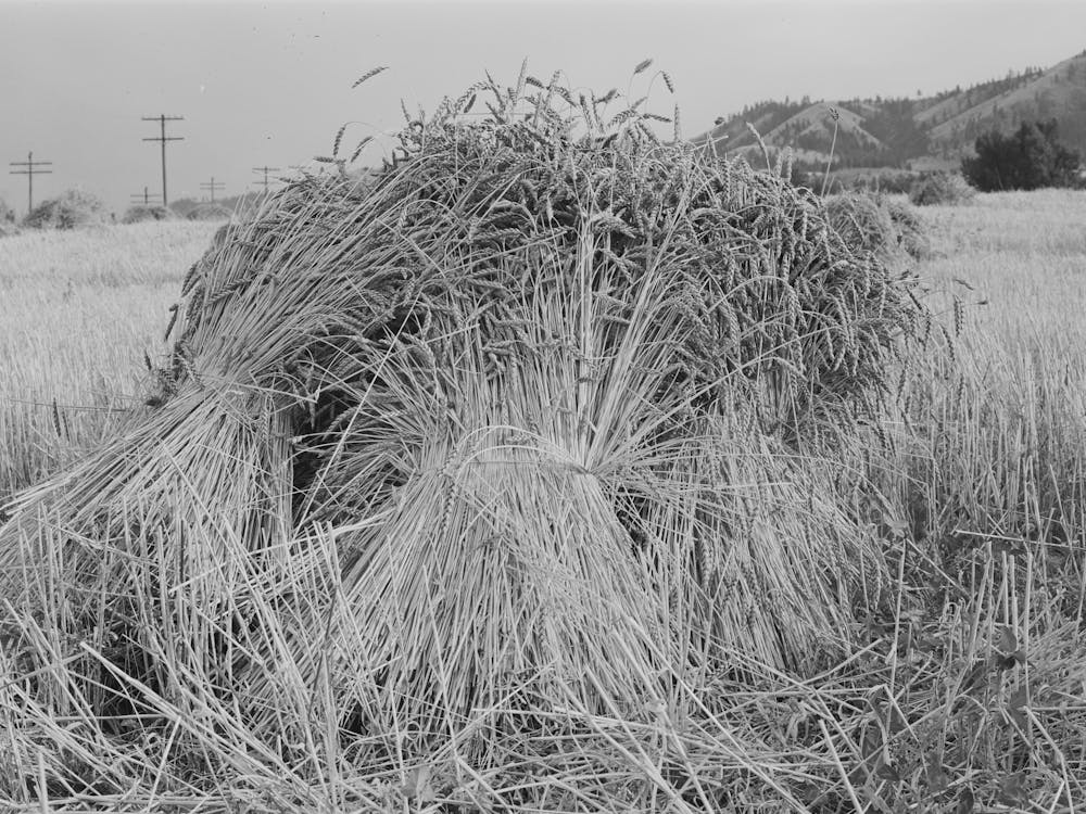 Barley In The Shock, Whitman County, Washington By Russell Lee
